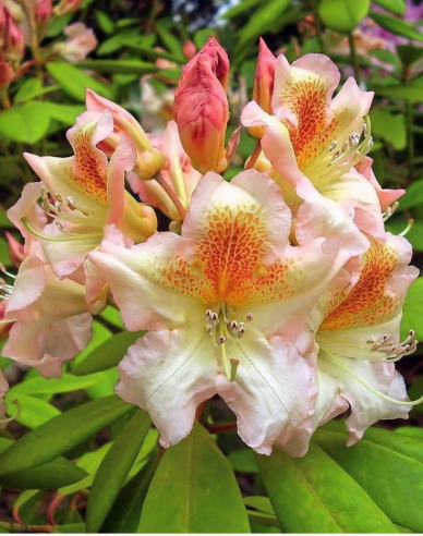 Rhododendron Bernstein