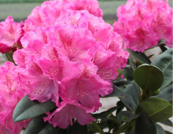Rhododendron Constanze