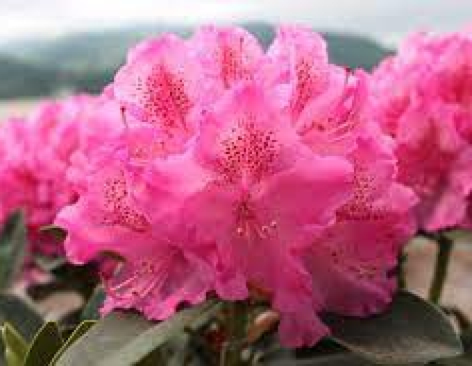 Rhododendron Constanze