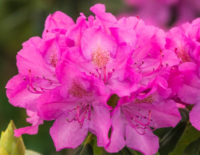 Rhododendron Englisch Roseum