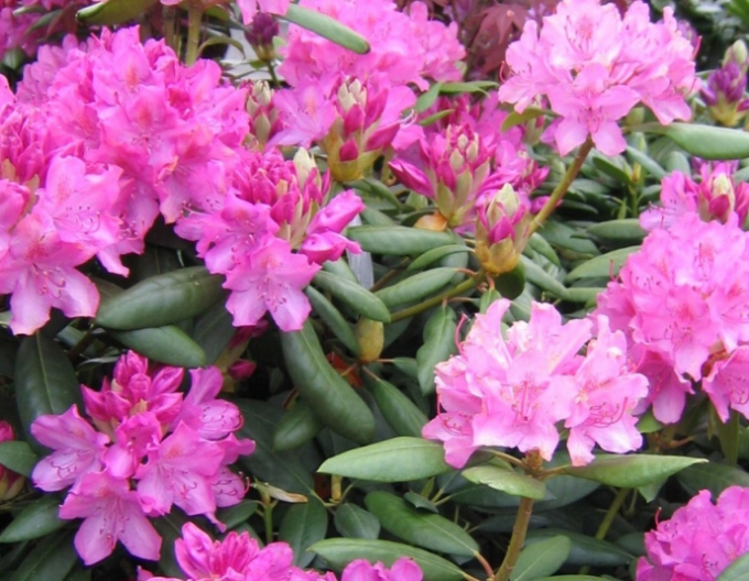 Rhododendron Englisch Roseum