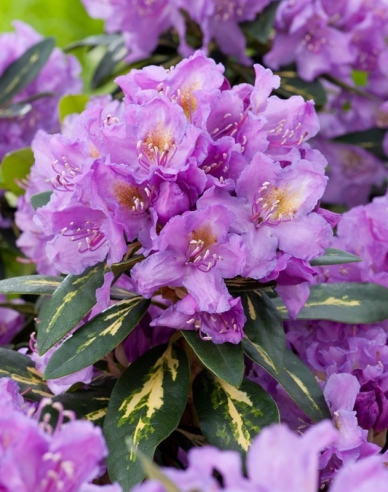 Rhododendron Goldflimmer
