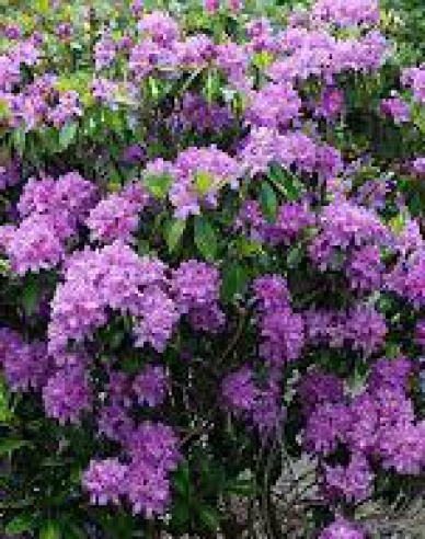 Rhododendron Goldflimmer