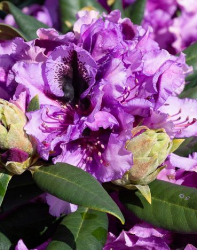 Rhododendron Graal Muritz