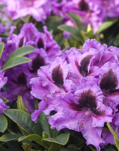 Rhododendron Graal Muritz