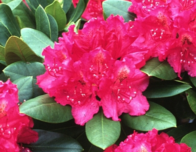 Rhododendron Percys American Beauty