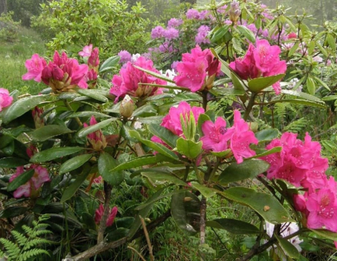 Rhododendron Percys American Beauty