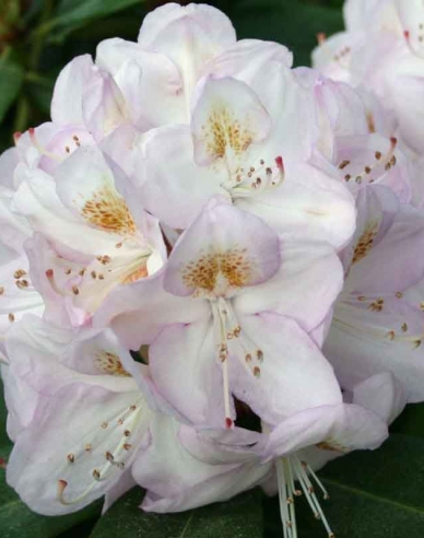 Rhododendron Gomer Waterer