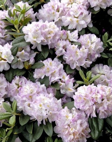 Rhododendron Gomer Waterer
