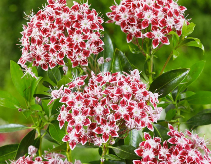 Kalmia breitblättrig Galaxy