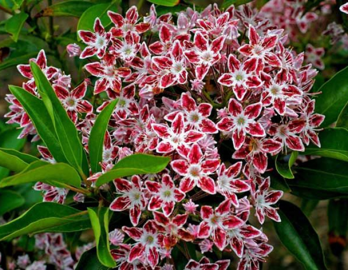 Kalmia breitblättrig Galaxy