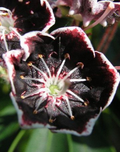 Kalmia breitblättrig Mitternacht