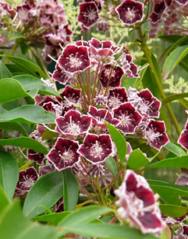 Kalmia breitblättrig Mitternacht