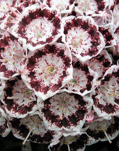 Kalmia breitblättrig Nani