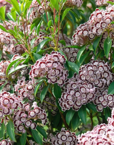 Kalmia breitblättrig Nani