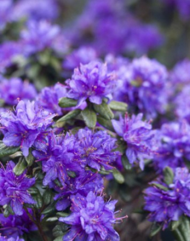 Rhododendron Purple Pillow