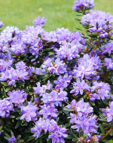 Rhododendron Purple Pillow