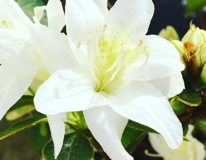 Azalea japonica Fago no Fugi