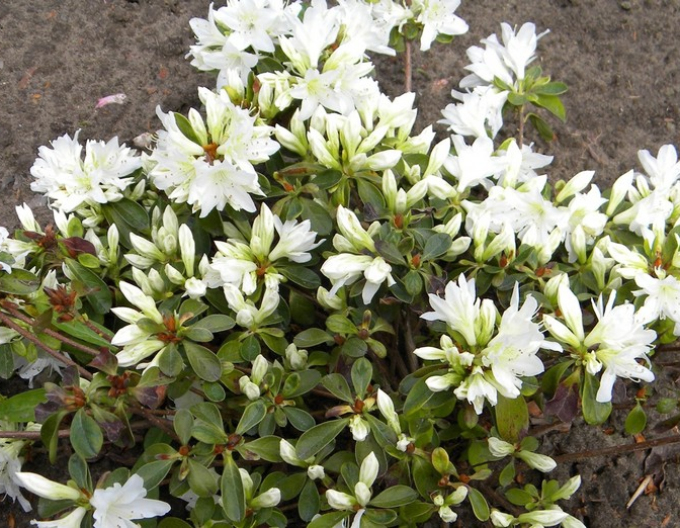 Azalea japonica Fago no Fugi