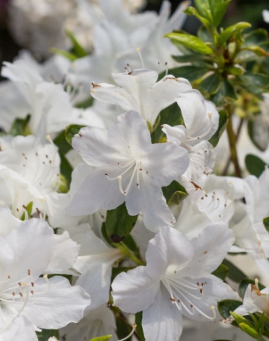 Azalea japonica Luzi