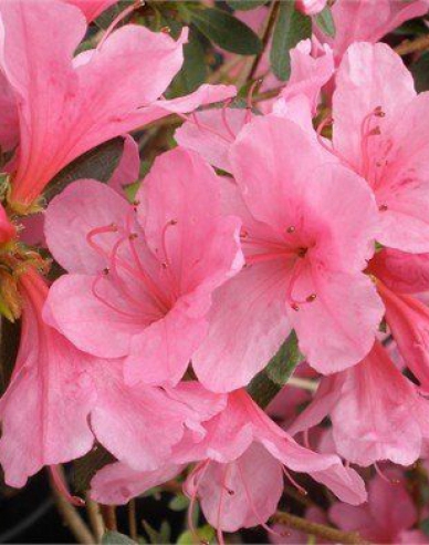 Japanische Azalee Van Hecke