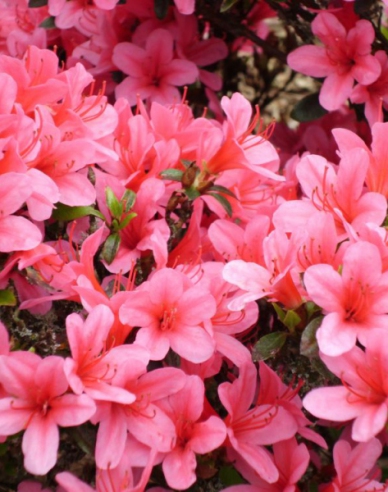 Japanische Azalee Van Hecke