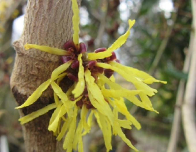 Hamamelis intermedia Westerstede