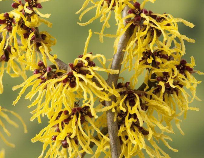 Hamamelis intermedia Westerstede