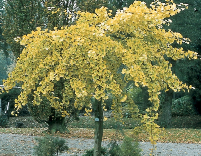 Ginkgo biloba Pendula
