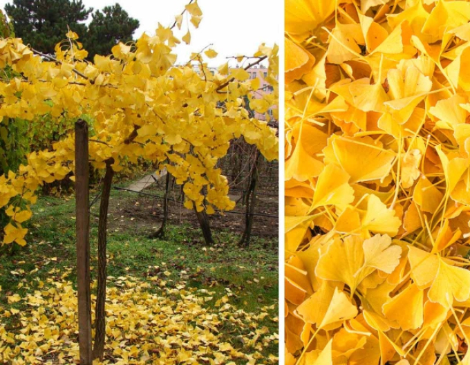 Ginkgo biloba Pendula