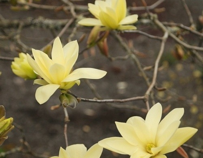 Magnolie Gold Star