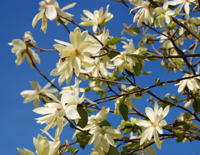 Magnolie Gold Star