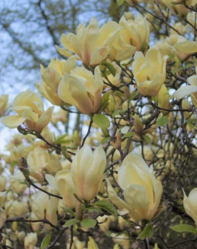 Magnolie Gelbe Laterne
