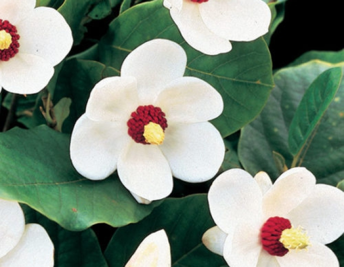 Magnolie Sieboldia