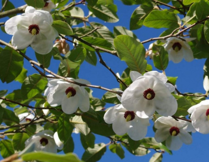 Magnolie Sieboldia