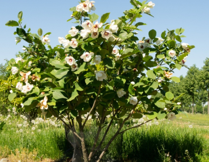 Magnolie Sieboldia