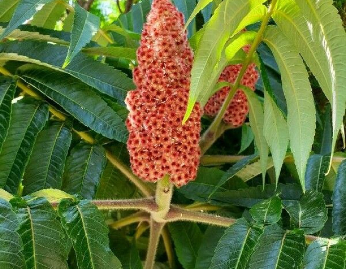 Wels ( Rhus Typhina)
