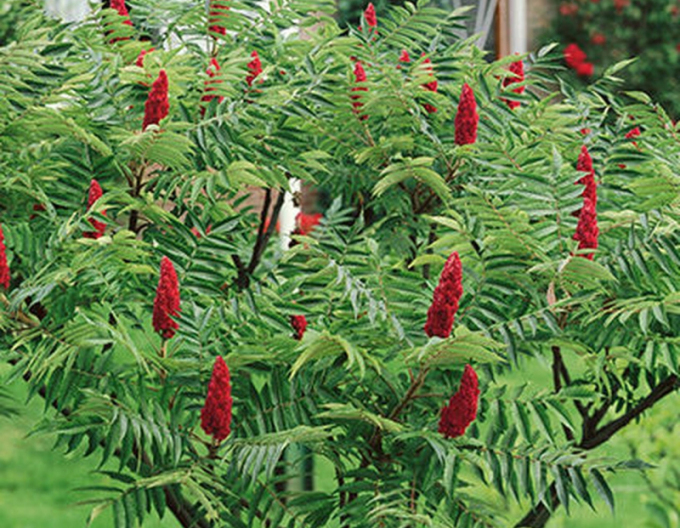 Wels ( Rhus Typhina)