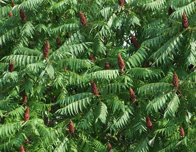 Wels ( Rhus Typhina)