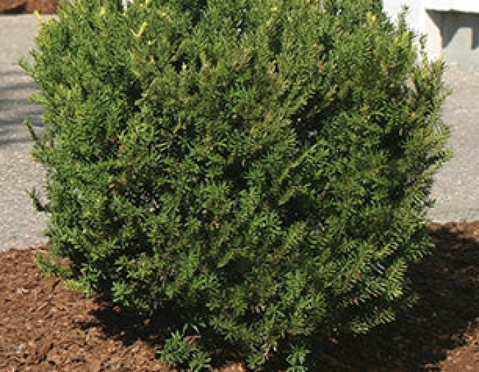 Tis middle Densiformis