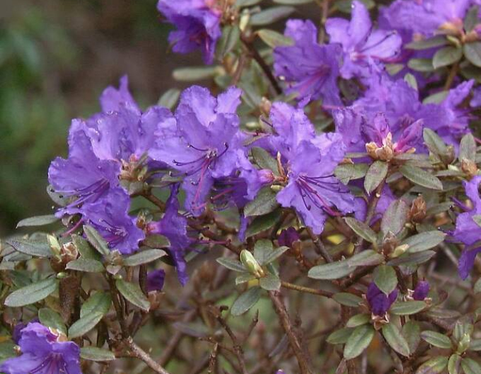 Rhododendron Andenken an Anthony Waterer Rose