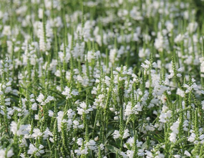 Virginia physostegia Crystal Peak White