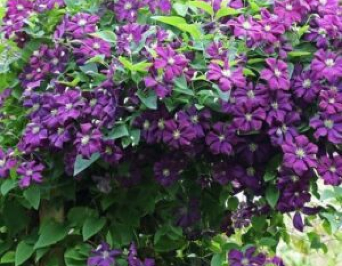 Clematis Grunwald