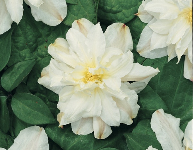 Clematis Sylvia Denny