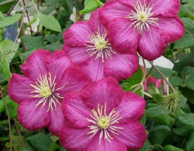 Clematis Ville de Lyon