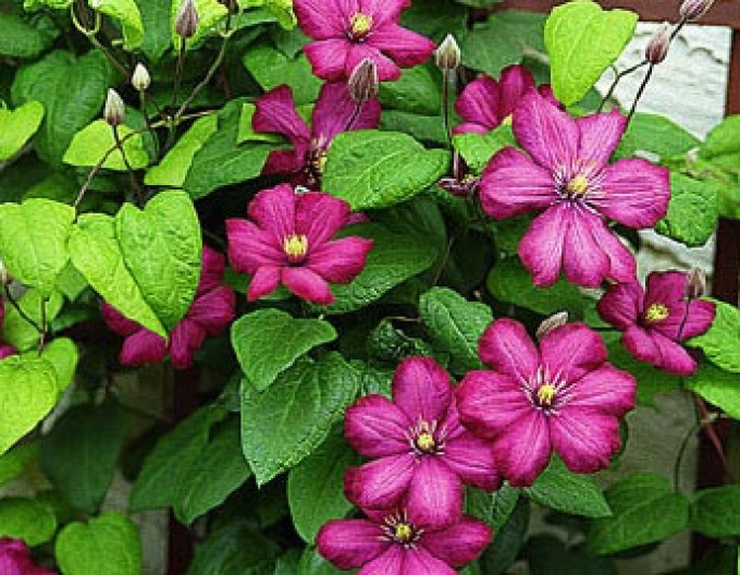 Clematis Ville de Lyon
