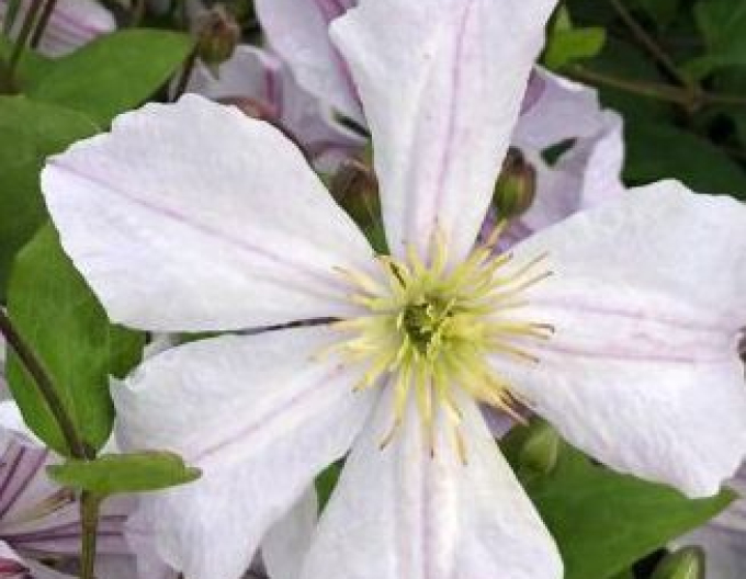 Clematis Prinz Charles
