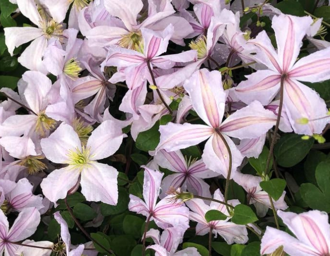 Clematis Prinz Charles