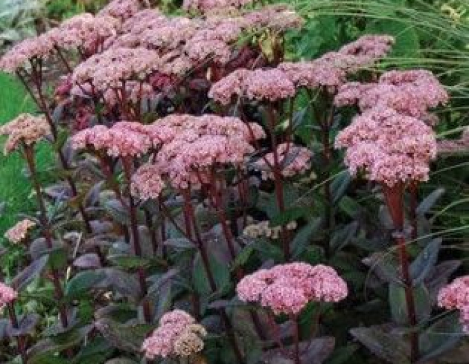 Johanniskraut Matrona Light Rose