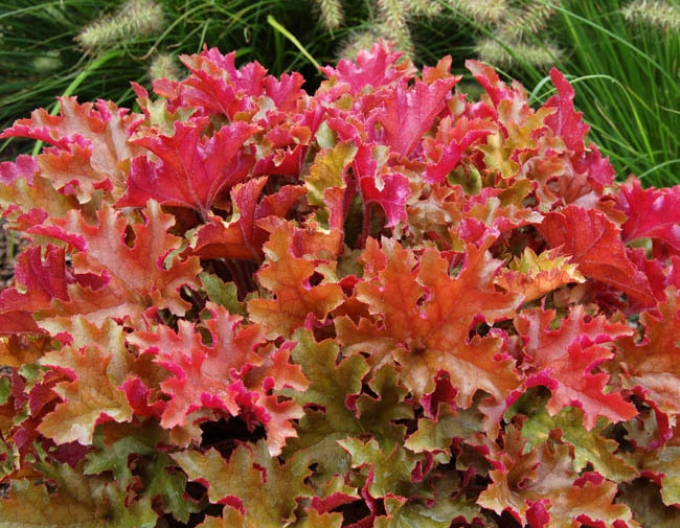 Heuchera "Marmelade"